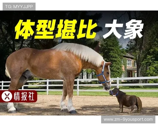 冰球近身肉搏激烈程度堪比硬桥硬马